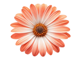 beautiful daisy flower with soft peach petals radiates charm and elegance, perfect for brightening any space png
