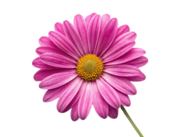 beautiful daisy flower with vibrant pink petals and bright yellow center radiates joy and freshness in any setting png
