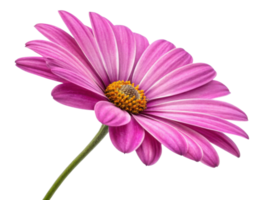 beautiful daisy flower with vibrant pink petals showcases its delicate structure and bright yellow center, radiating joy and freshness png