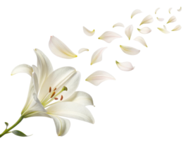 beautiful lily flower gracefully releases its delicate petals, creating serene and enchanting scene that captures essence of nature elegance png