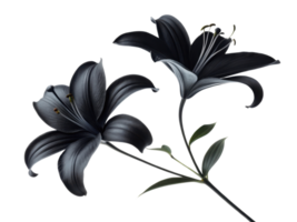Black lilies are striking flowers that symbolize elegance and mystery, making them captivating addition to any floral arrangement png
