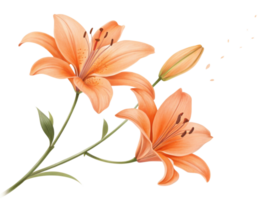 Beautiful orange lilies bloom gracefully, showcasing their delicate petals and vibrant colors, perfect for adding elegance to any setting png