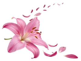 beautiful lily flower with delicate pink petals gracefully falling, creating serene and elegant atmosphere png