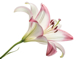 beautiful lily flower showcases delicate petals with soft pink edges, symbolizing elegance and grace in nature design png
