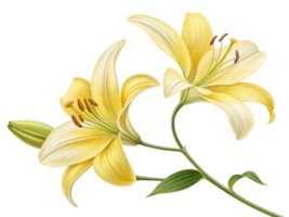 Beautiful yellow lilies bloom gracefully, showcasing their delicate petals and vibrant colors, perfect for adding elegance to any setting png