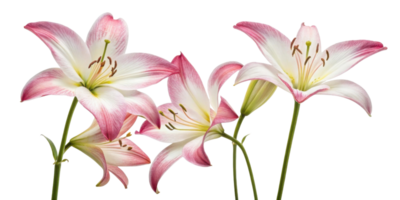 Lily flowers bloom gracefully with delicate pink and white petals creating serene and beautiful atmosphere in any setting png