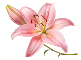 beautiful pink lily flower showcases delicate petals and vibrant details, symbolizing elegance and grace in nature design png