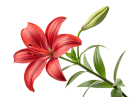 vibrant lily flower blooms with striking red petals and lush green leaves, symbolizing beauty and elegance in nature png