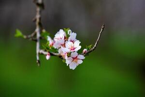 Blooming Almond Tree in Early Spring photo