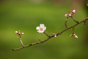 Fresh Almond Bloom with Dew Drops on Petals photo