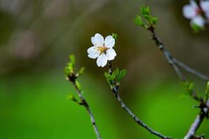 single blooming flower on the tree photo