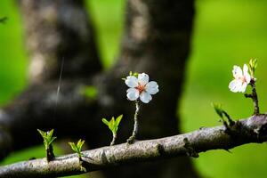 Spring Awakening Almond Trees in Bloom photo
