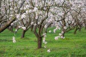 Blooming Almond Tree in Springtime photo