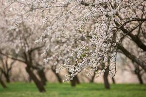Spring Landscape with Blooming Almond Trees in the Countryside photo