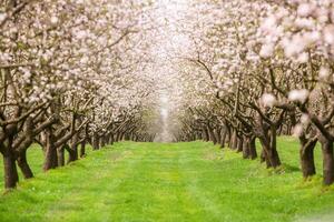 Spring Landscape with Blooming Almond Trees in Full Color photo