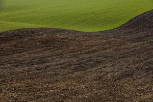 Green Shoots Emerging from Soil at Golden Hour in Spring photo