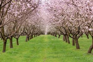Almond Blossom Canopy Creating a Magical Atmosphere photo