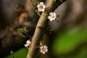 Almond Blossoms Covering Tree Branches in Farm Setting photo