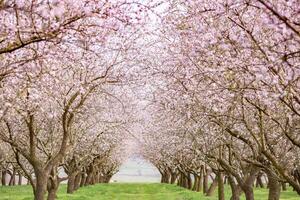 Dreamy Scene of Almond Trees in Full Bloom photo