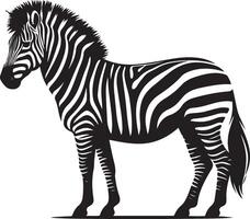 Zebra standing in front of a white background vector