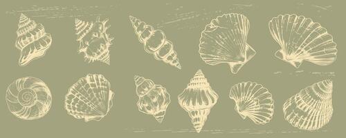 Vintage Shell Illustrations on Grunge Background in Retro Engraving Style create a timeless Beach Clipart for Summer Design Projects. vector