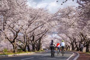 Beautiful cherry blossom tunnel and cherry trees on both sides of the road, Cyclists are cycling in the Cherry Blossom Festival in Gyeongju, South Korea. photo