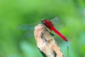 Crocothemis erythraea, The scarlet dragonfly, a species of dragonfly in the family Libellulidae. Its common names include broad scarlet, common scarlet-darter, and scarlet darter. photo