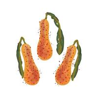 Illustration Logo Clipart Chonggak kimchi or Ponytail Kimchi Isolated vector