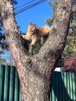 Orange cat climbs a tree outside and looks around photo