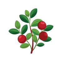 Charming Cranberry Plant Adding Color to Landscape vector