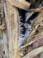 Detailed Shot of Ice Spikes on Reed Leaves photo