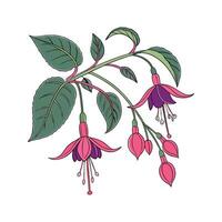 Vivid Fuchsia Magellanica Flower Design on Bright White vector