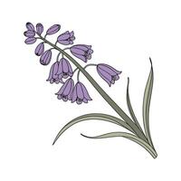 Charming Grape Hyacinth Design on White vector