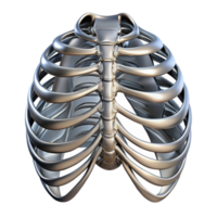 stunning classic Human ribcage augmented with articulated, segmented metal plates, reflecting a harsh, metallic sheen, in a dystopian style high resolution png