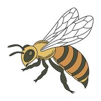 Beautiful Centris Pallida Illustration on White vector