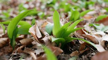 A first shoot of wild garlic in early spring. The growth of Ramson wild leek Barlauch in Potzleinsdorfer Schlosspark in Vienna photo