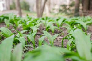 The first shoots of wild garlic appear in spring. The growth of young Ramson wild leek Barlauch in Potzleinsdorfer Schlosspark in Vienna photo