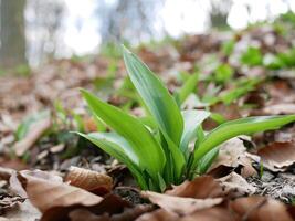 The first shoot of wild garlic in early spring. The growth of young Ramson wild leek Barlauch in Potzleinsdorfer Schlosspark in Vienna photo