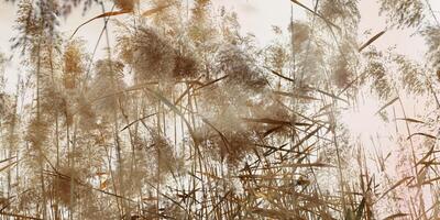 Natural monochrome landscape of autumn pampas grass at sunlight. Dry leaves, stems of reeds and fluffy blossoms of plant as aesthetic nature landscape. Organic design wide banner photo