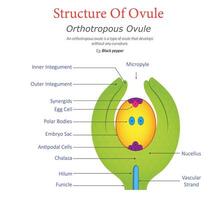 Orthotropous Ovule Structure and Labeled Diagram vector