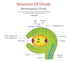 Hemitropous Ovule Diagram Showing Structure and Labeled Parts vector
