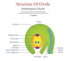 Anatropous Ovule Diagram Structure and Key Features Illustrated vector