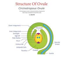 Circinotropous Ovule Diagram Showing Coiled Structure with Labeled Parts vector