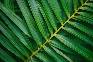 Closeup of Vibrant Green Palm Leaf with Parallel Stripes and Textured Pattern on Dark Background photo