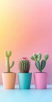 Three Vibrant Cactus Plants in Minimalist Pots on Gradient Colorful Background for Modern Decor photo