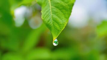 Close-Up of Green Leaf with Dew Drop Reflecting Nature photo