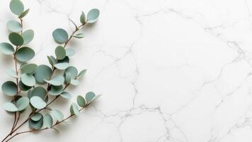 Elegant Eucalyptus Leaves on White Marble Texture Background photo
