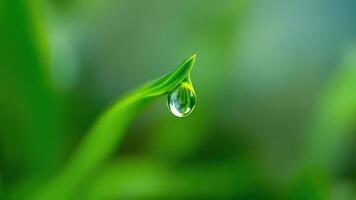 Close-Up of Dew Drop on Tender Green Blade photo
