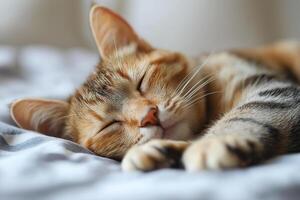Tabby cat peacefully sleeping on a soft blanket in a cozy indoor setting during the afternoon light. tabby cat is curled up and sleeping soundly on a soft blanket. Pets love and care concept photo