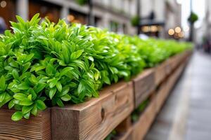Green foliage along a wooden planter on a bustling city street during a sunny day in early spring. Vertical garden with lush green plants growing on a wooden trellis, modern sustainable design photo